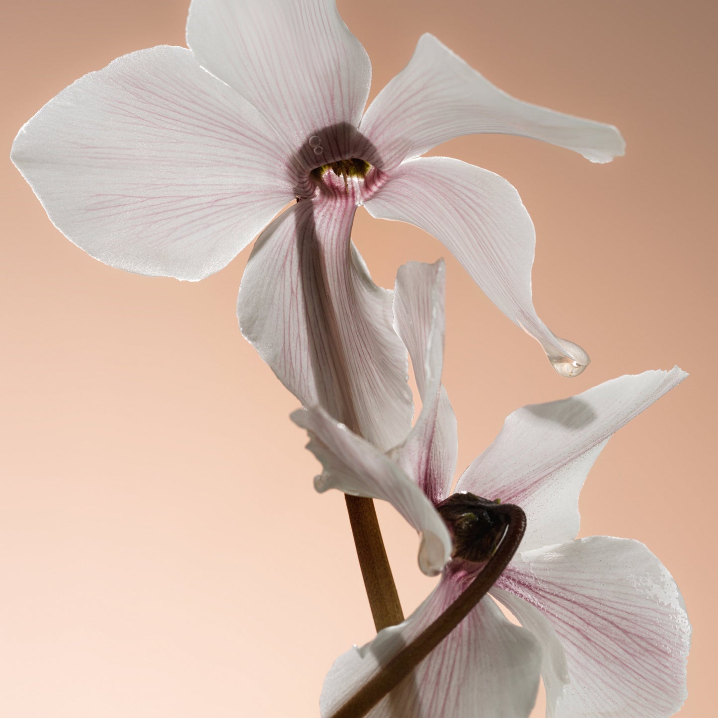 Missing Person - 100mL