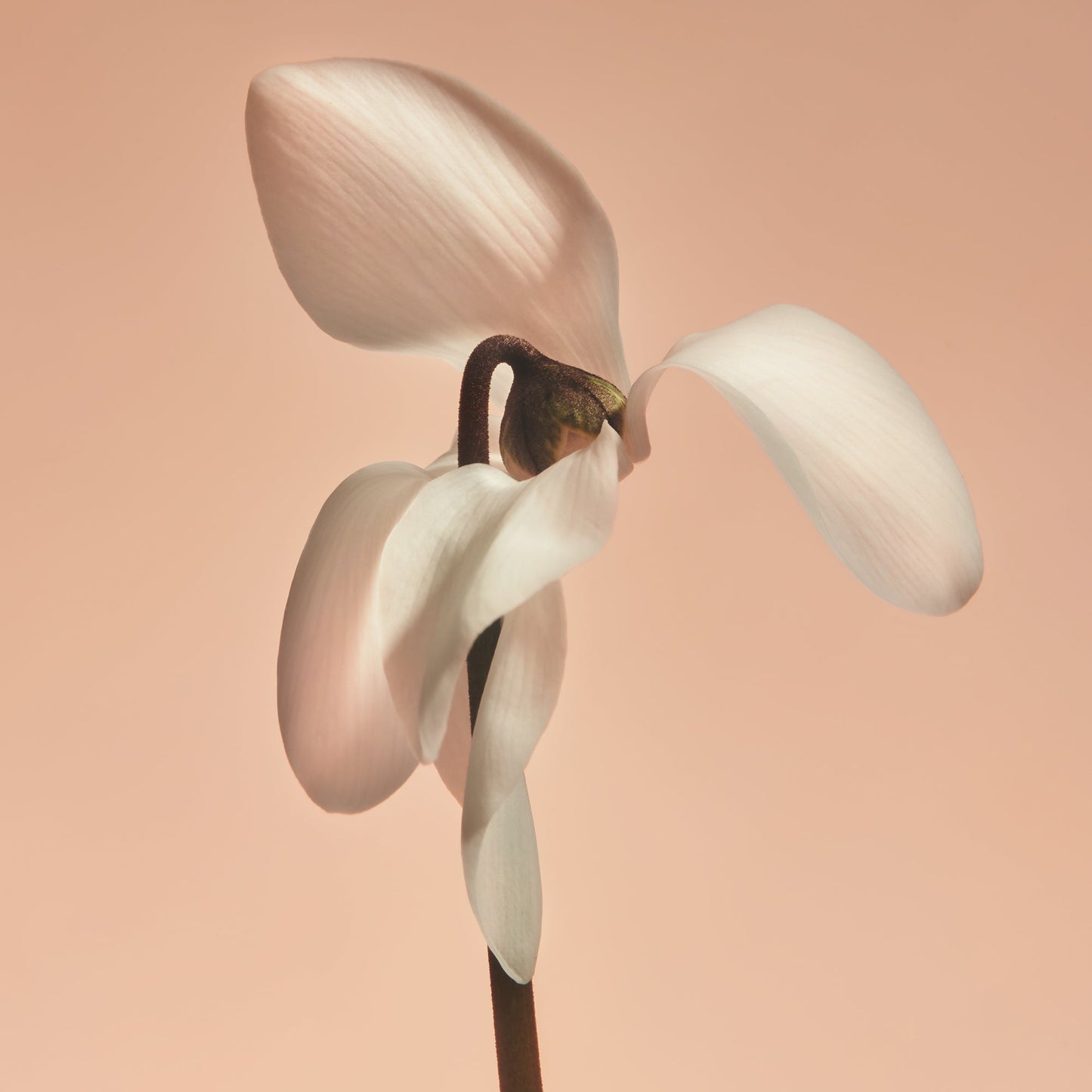 Missing Person - Fragrance Duet