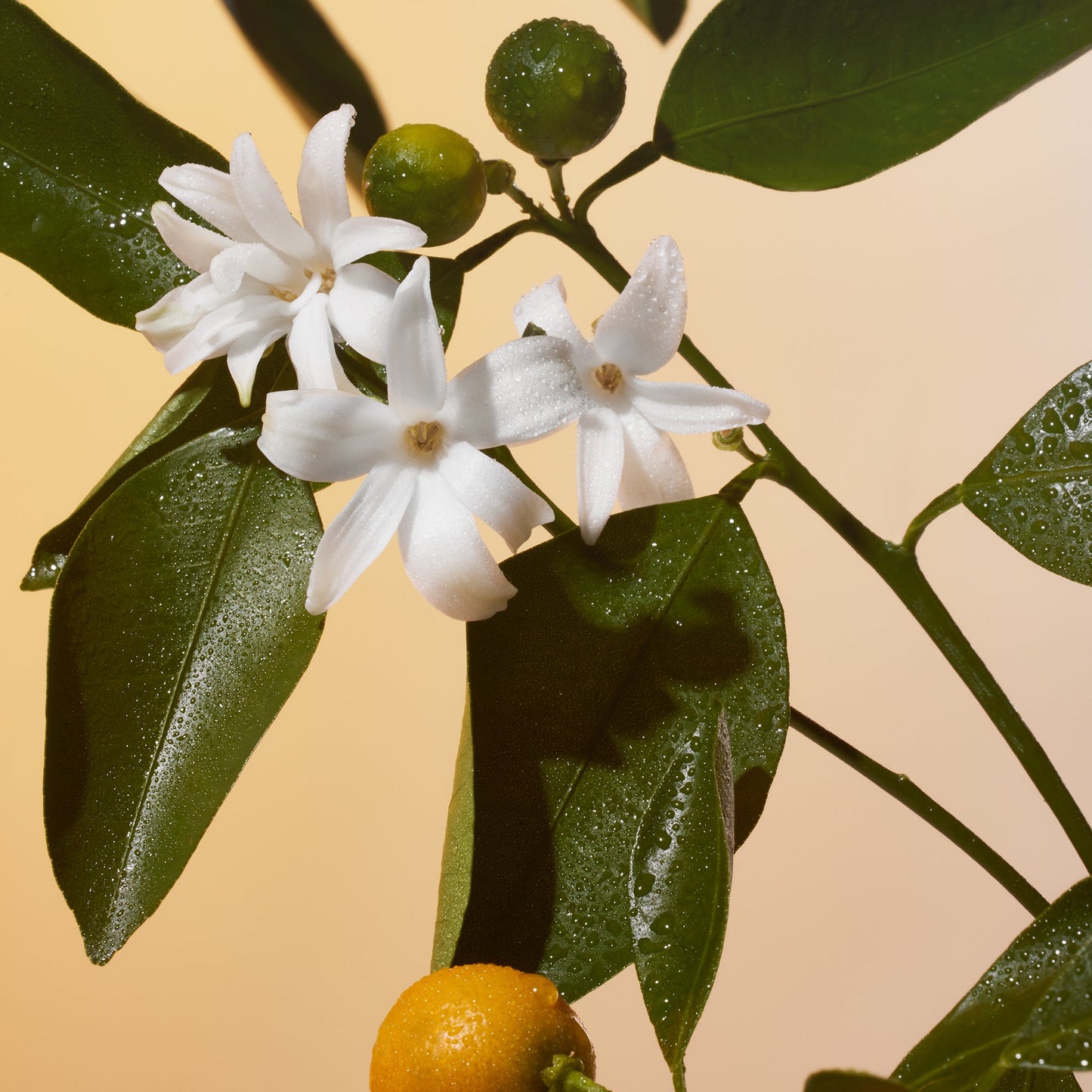 Solar Power - Travel Size